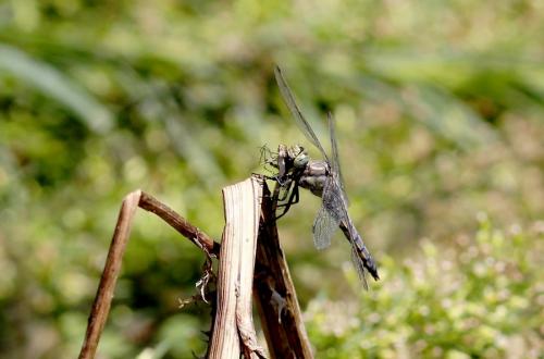Orthetrum cancellatum